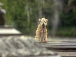 I Love You, I Love You Not