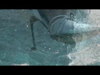 Jimmy Choo in the pool