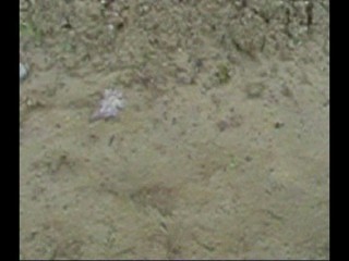 Aldo pumps Ankle deep.