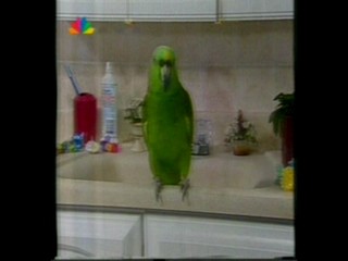 latin tv wetlook part 2