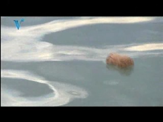 Scandanivian Version of lâ€™ÃŽle de la tentation