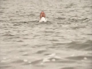 Lake Placid: The Final Chapter