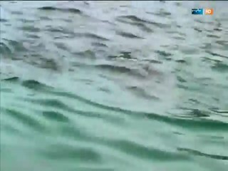 Bella und der Feigenbaum