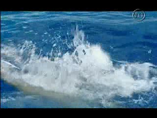 Les Vacances de l'amour