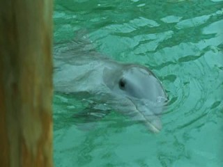 Eye of the Dolphin