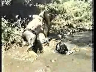 Australian TV drama,  It's A Knockout (Aussie version)