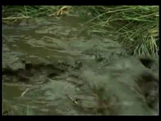 The Secret Of Red Dragon