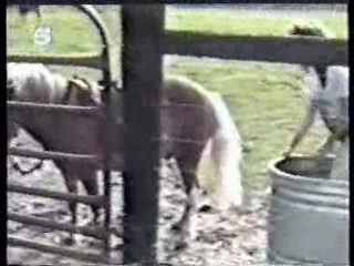 Germany's Funniest Videos,  German TV Drama, U.S. Jungle Movie