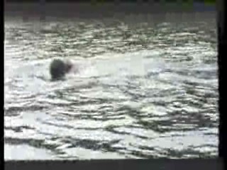 The New Avengers (in Canada),  German TV drama,  Germany's Funniest Videos,  MacGyver