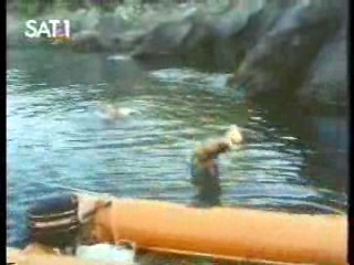 The Secret of Seagull Island