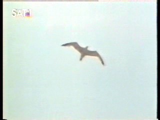 The Secret of Seagull Island