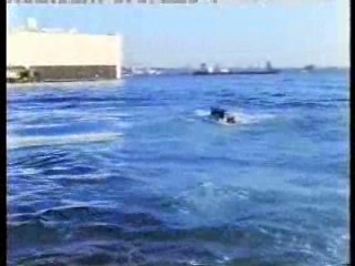 Tomcat: Dangerous Desires