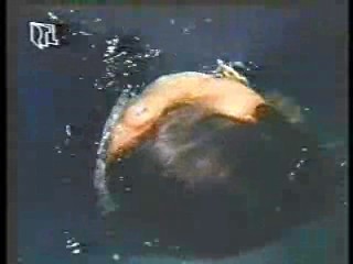 Tales of the Gold Monkey