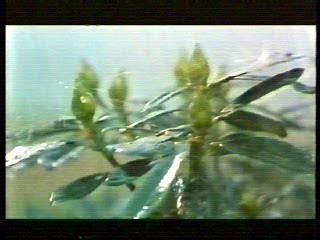 French movie,  German movie