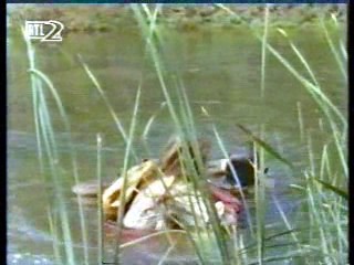 Mann O Mann Show,  Dr Quinn