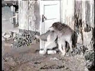 Lone Wolf McQuade,  Mann O Mann Show