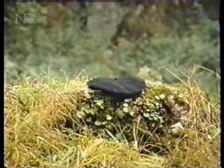 German TV drama,   State Fair