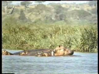 Jungle Film,  German movies (2), Germany's Funniest Home Videos