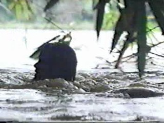 Beyond Rangoon (1995)