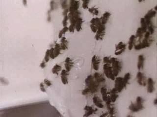 Invasion of the Bee Girls