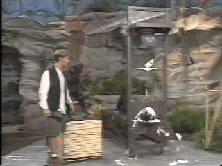 Danni Pied - Wild Animal Games