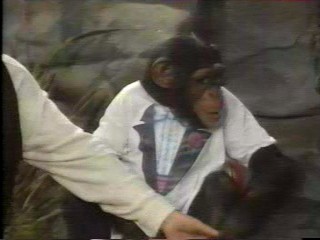 pie wild animal games