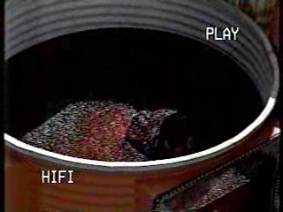 Wild Animal Games,  Family Challenge