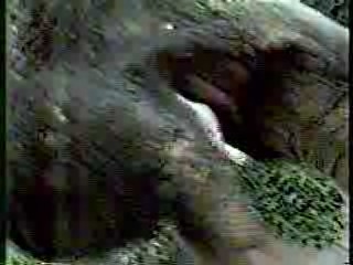 Wild Animal Games,  Family Challenge