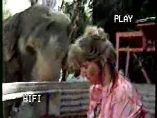 Wild Animal Games,  Family Challenge