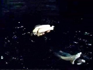 Sesame Street,  There Goes the Groom,  Bride by Mistake