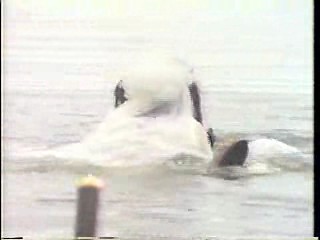 Magnum P.I.,  Wet Bride music video,  All My Children