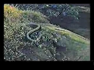 Mission Impossible,  Jivaro