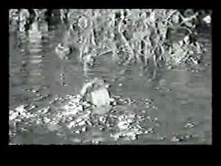 The Southern Star,  Tarzan Escapes