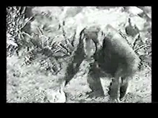 The Southern Star,  Tarzan Escapes