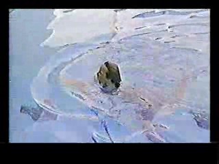 Honky Tonk Freeway,  The Sure Thing,  Poltergiest III,  Tarzan's Greatest Adventure