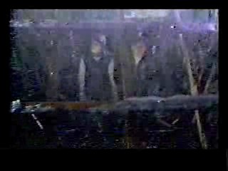 Honky Tonk Freeway,  The Sure Thing,  Poltergiest III,  Tarzan's Greatest Adventure