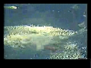 I Take These Men,  Mud Documentary, Bringing Up Baby (colorized)