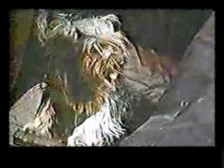 The Fast Lady,  Laugh In