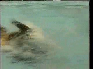 Business Suits in the Pool, 2 German films