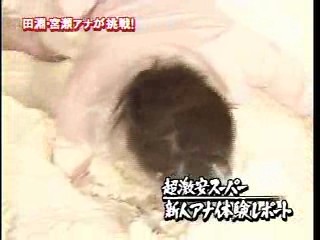 Japanese gameshows (3)