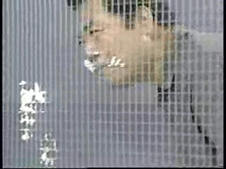 Japanese comedy show