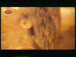 Bailey'sBath, Pepper Dennis Puddle, D.Housewives Hose