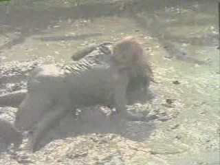 The Big Bird Cage; muddy Pam Grier