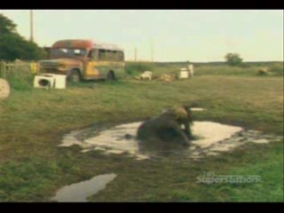 Nat Lampoons Reunion/ Support Your Local Sheriff