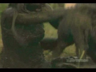 Nat Lampoons Reunion/ Support Your Local Sheriff