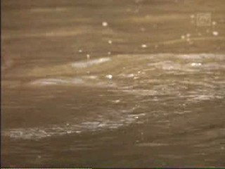 Fools Rush In, Love Stinks