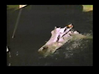 American Dreanmer,  Mission Impossible (tv series)