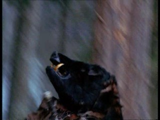 Xena: Warrior Princess