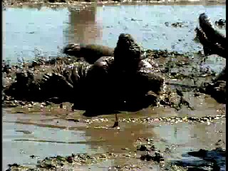 TV News - Mud Volleyball