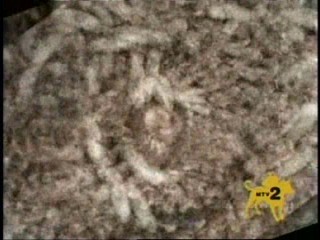 I Bet You Will Human Cocoon